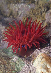Beadlet anemone. North Wales. D200, 60mm. by Derek Haslam 